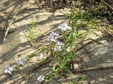 Cakile-euxina_растение